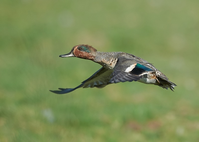 3 - Teal