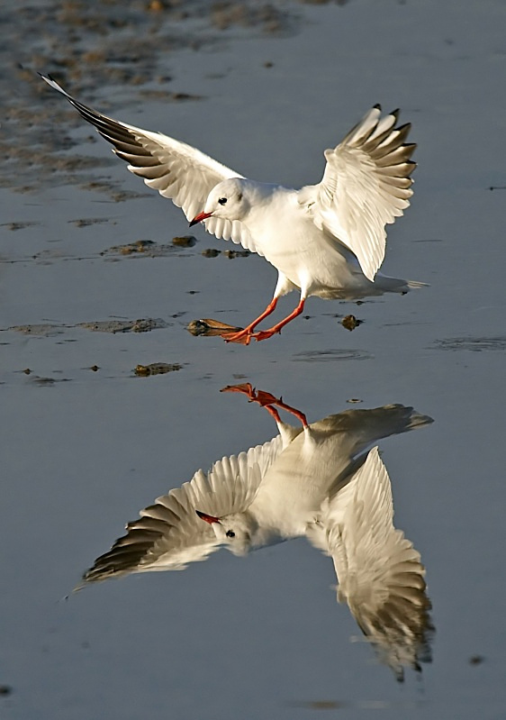 9 - Black-headed Gull