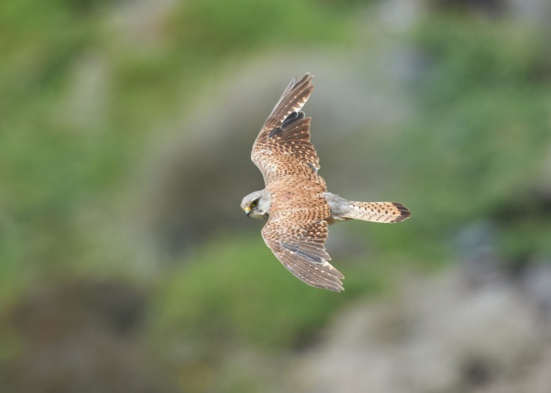 59 - Kestrel
