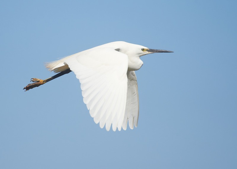 7 - Little Egret