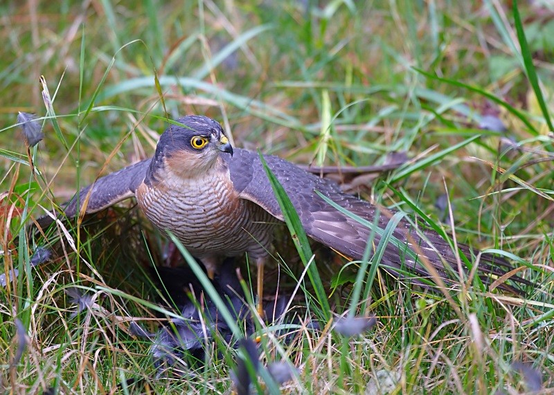 6 - Sparrowhawk