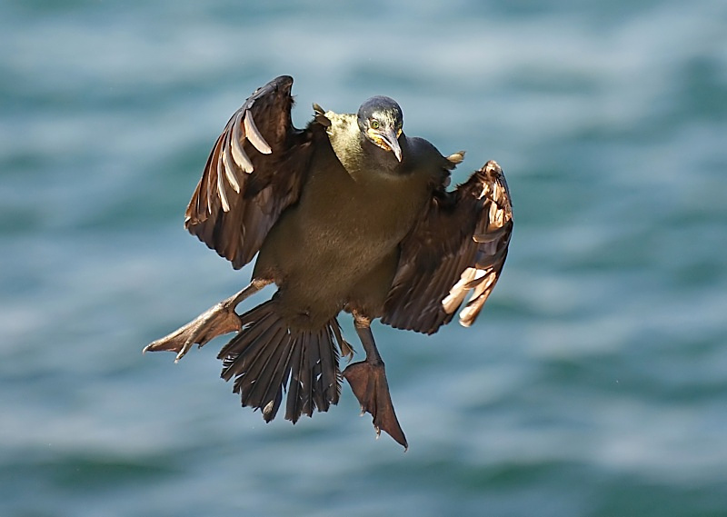 3 - Shag