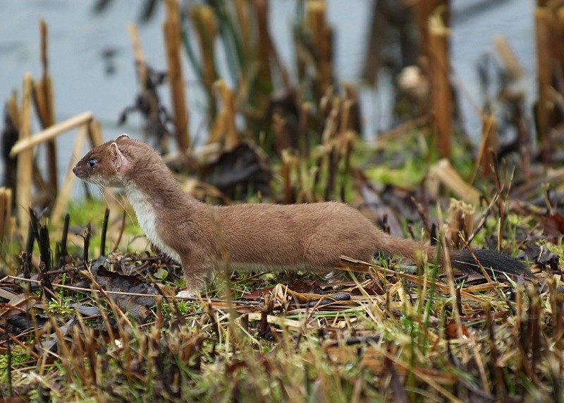 2 - Stoat