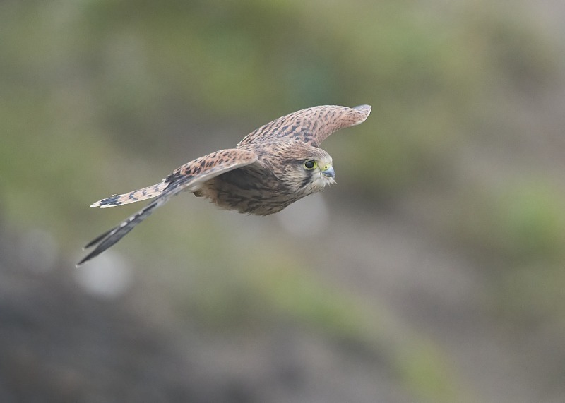 13 - Kestrel