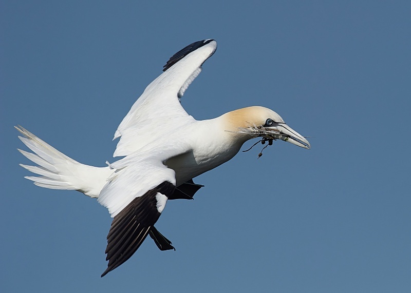 4 - Gannet
