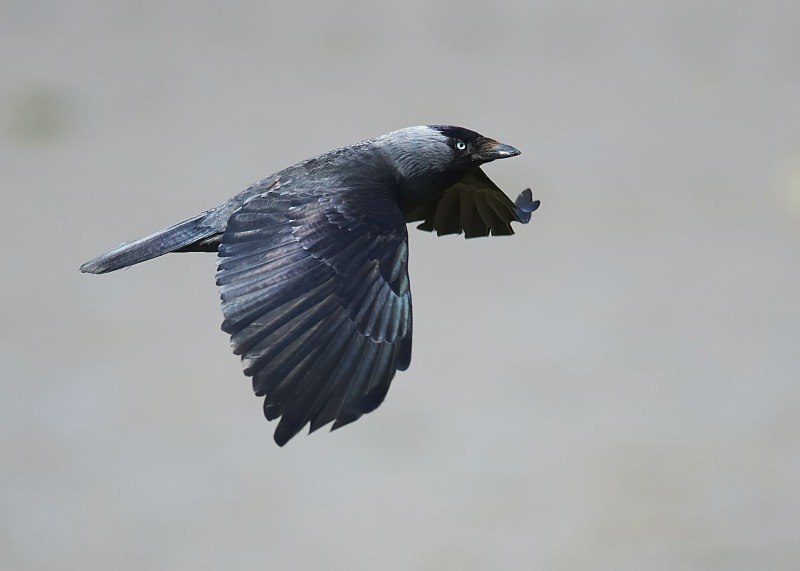 4 - Jackdaw