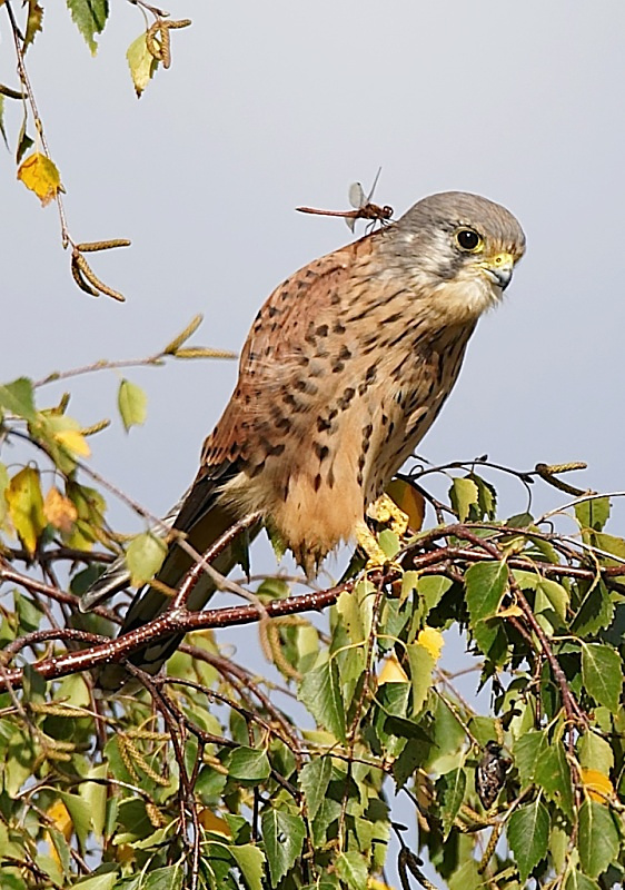68 - Kestrel