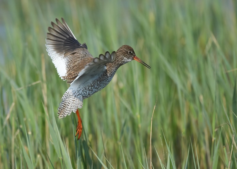 5 - Redshank