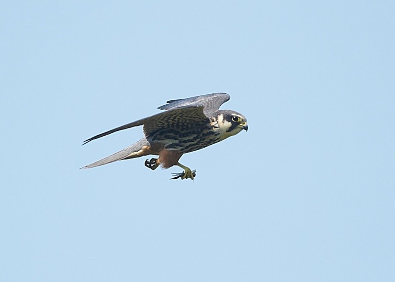 4 - Hobby