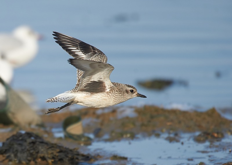 2 - Grey Plover