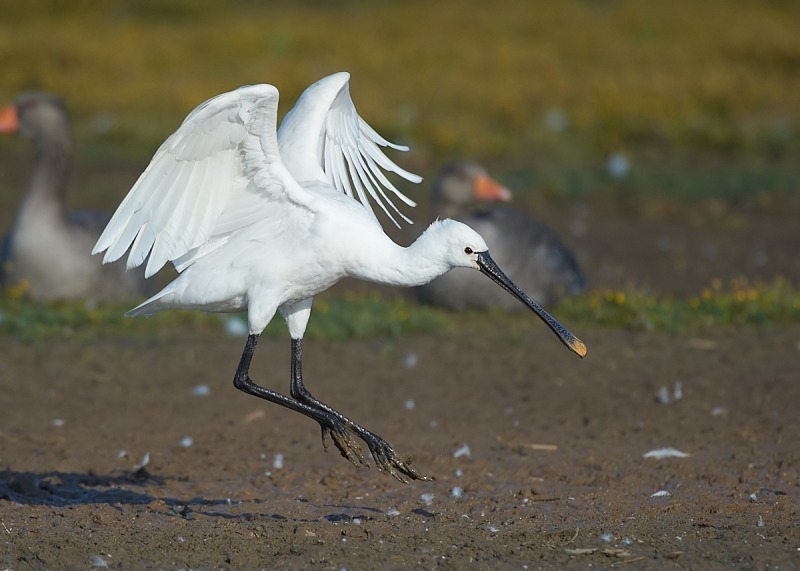6 - Spoonbill