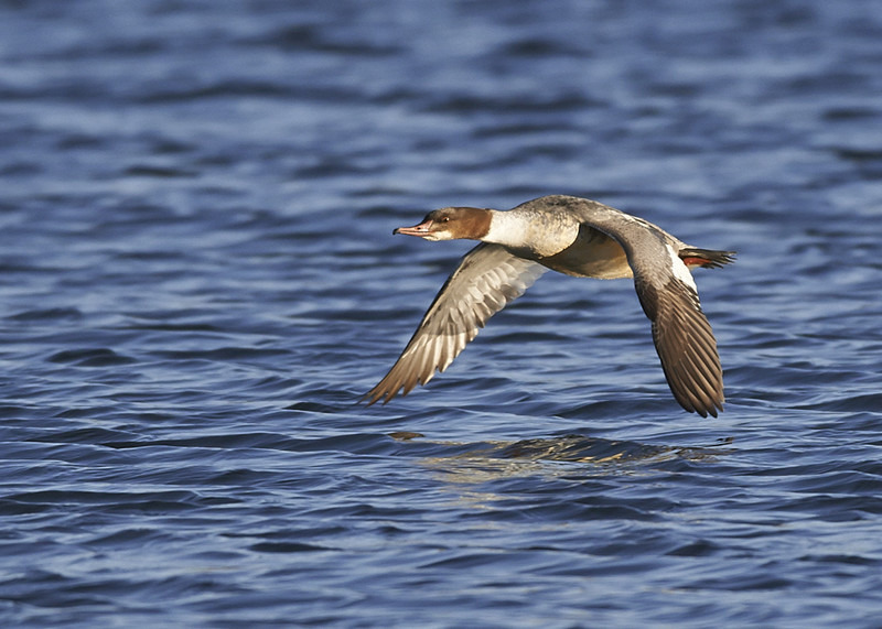 2 - Goosander
