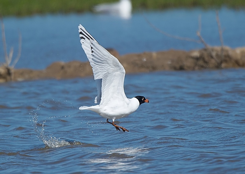 16 - Mediterranean Gull