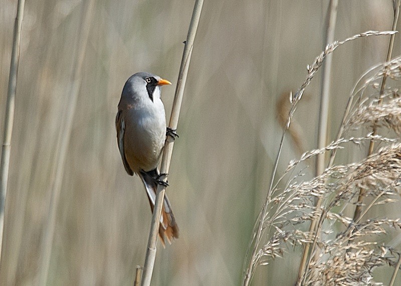 15 - Bearded Tit