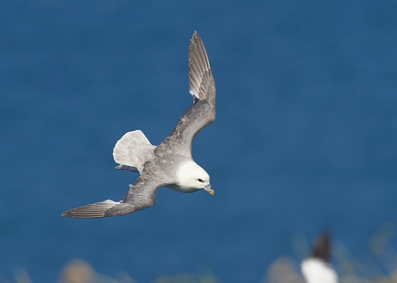 20 - Fulmar