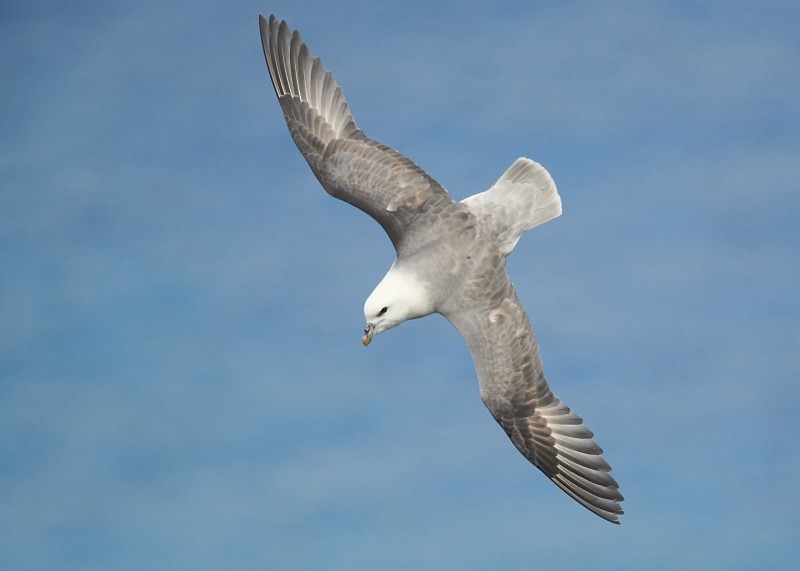 13 - Fulmar