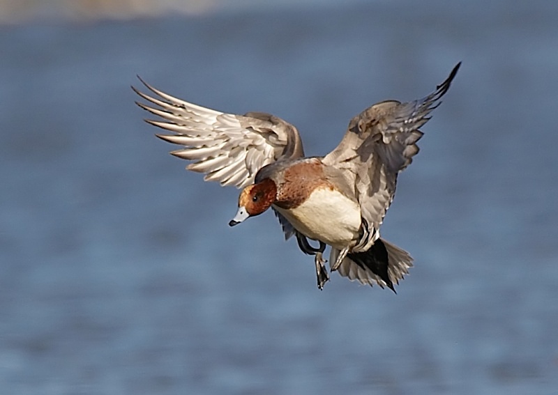 12 - Wigeon