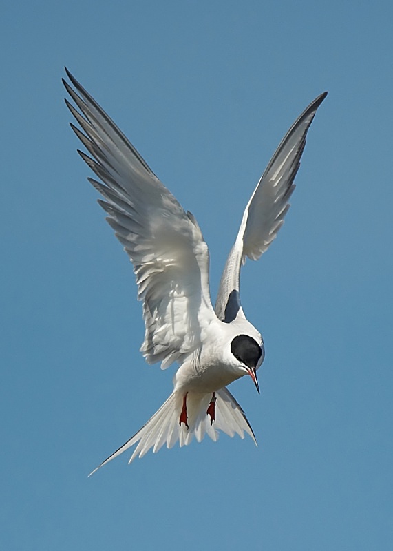 27 - Common Tern