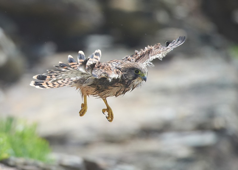 21 - Kestrel