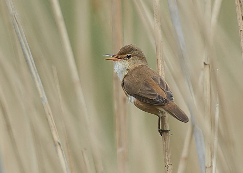 3 - Reed Warbler