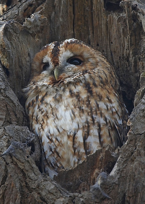 6 - Tawny Owl