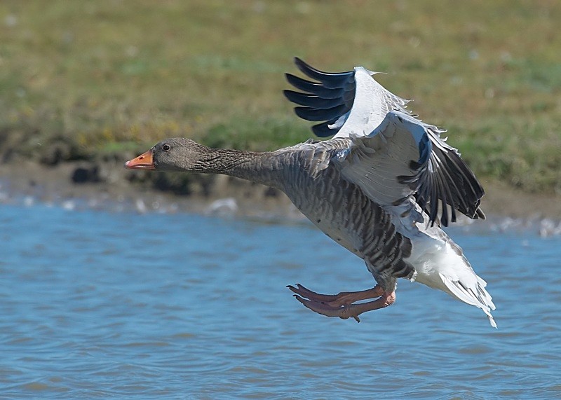 9 - Greylag Goose