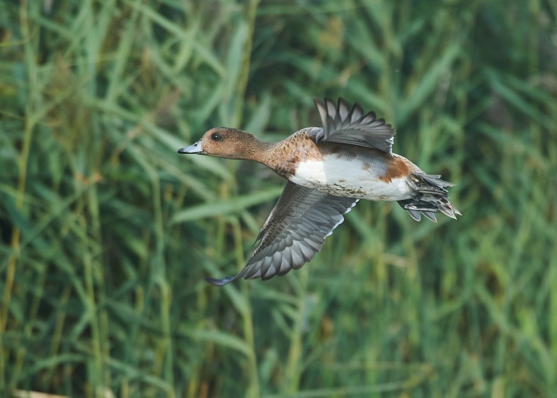 3 - Wigeon