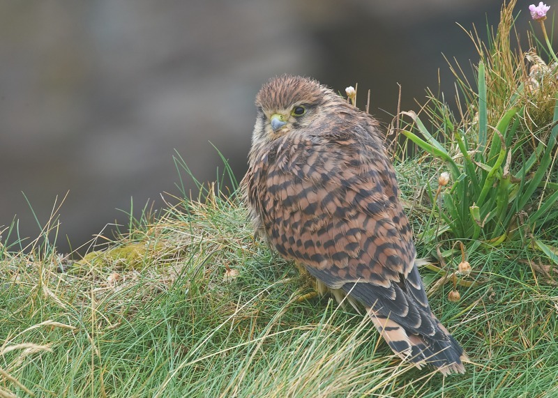 37 - Kestrel