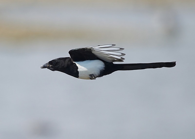 4 - Magpie
