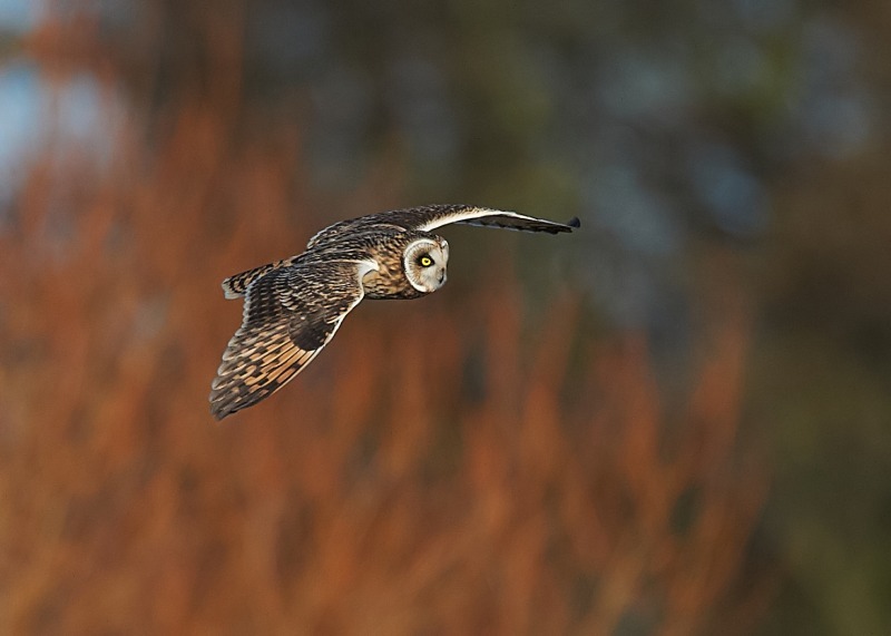 21 - Short-eared Owl