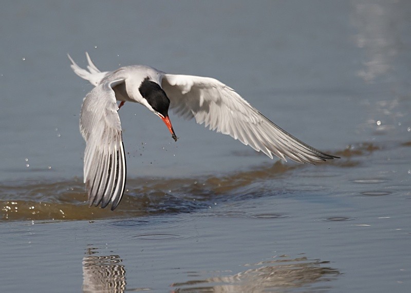 14 - Common Tern