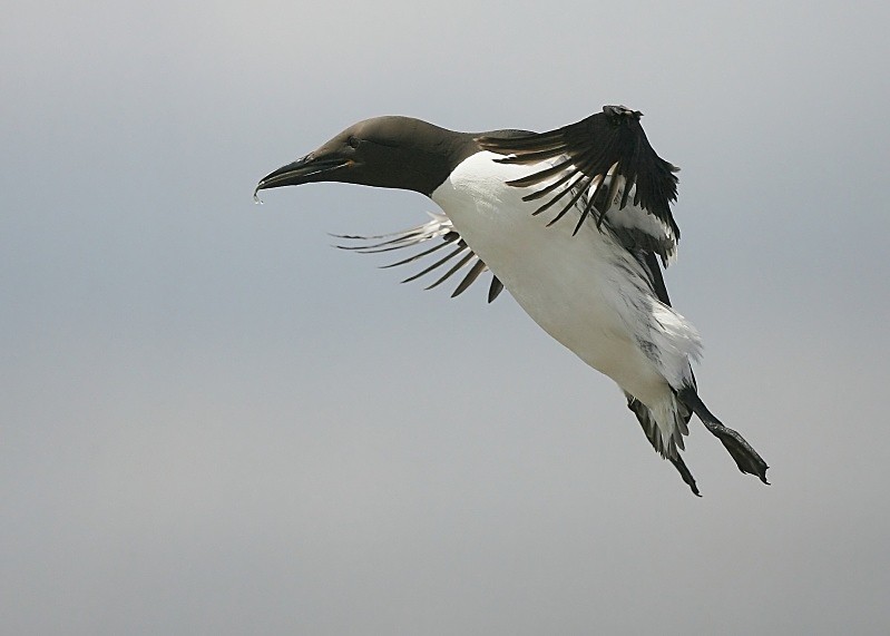 3 - Guillemot