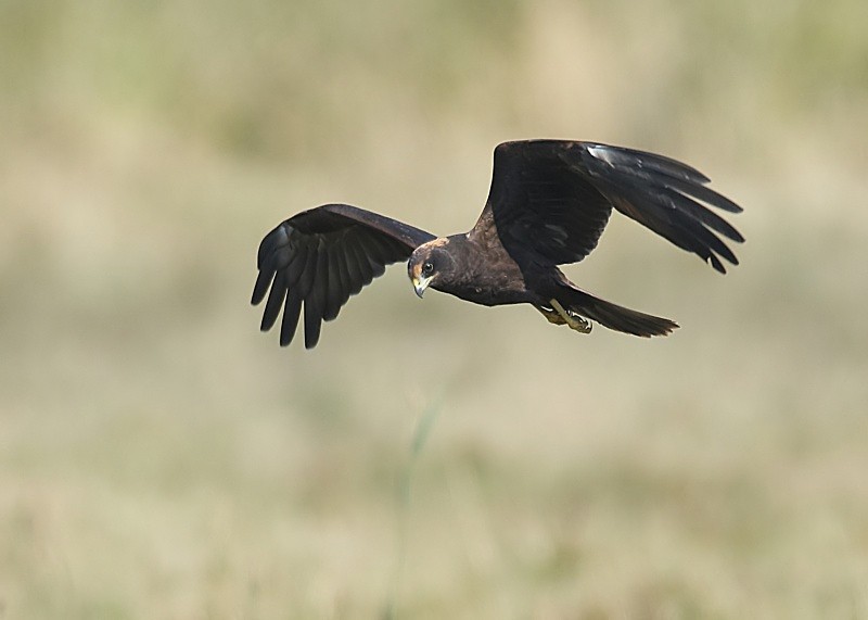 4 - Marsh Harrier