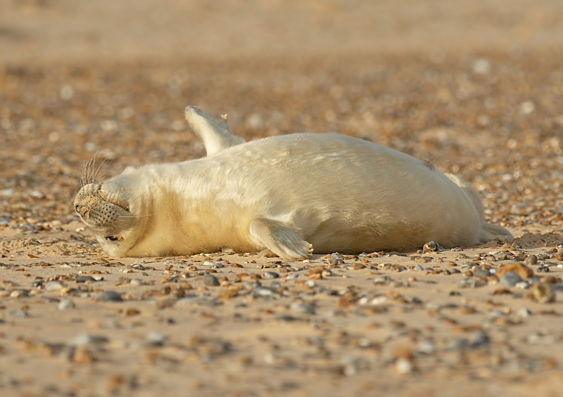 33 - Grey Seal