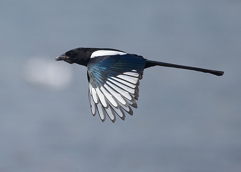 7 - Magpie