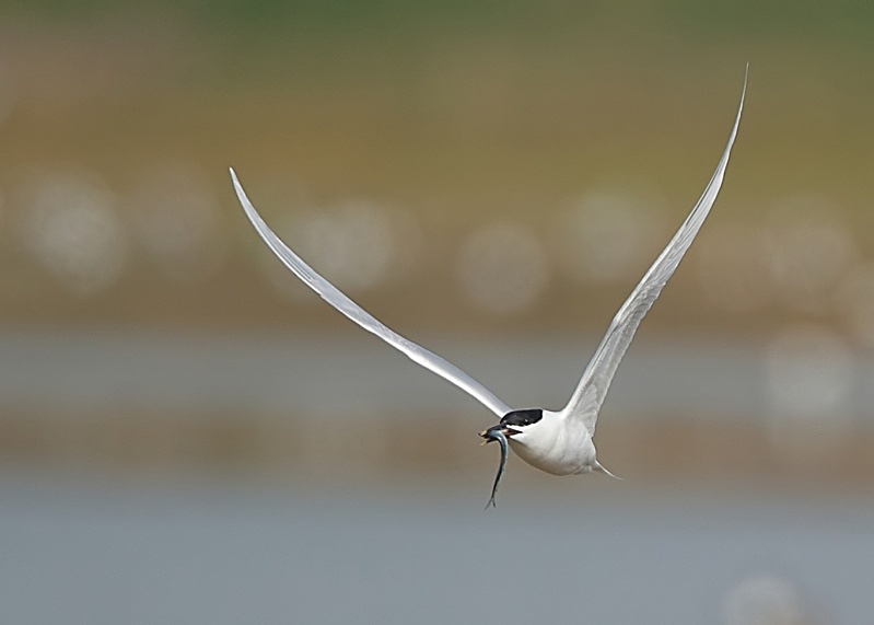 7 - Sandwich Tern