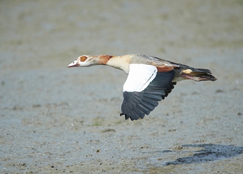 11 - Egyptian Goose