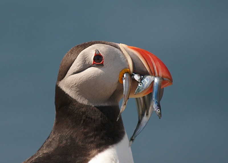 30 - Puffin