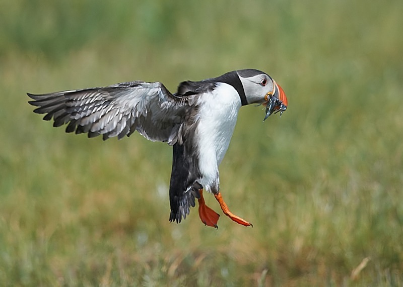 21 - Puffin