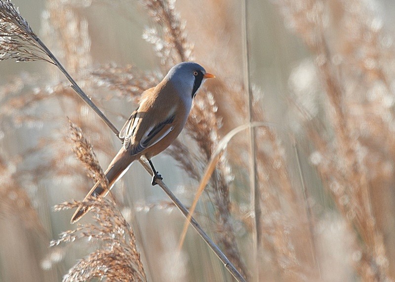 7 - Bearded Tit