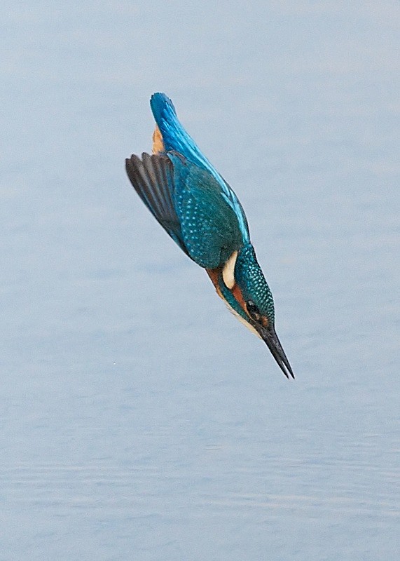 4 - Kingfisher