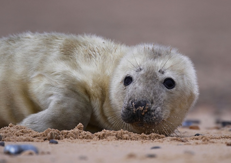 14 - Grey Seal