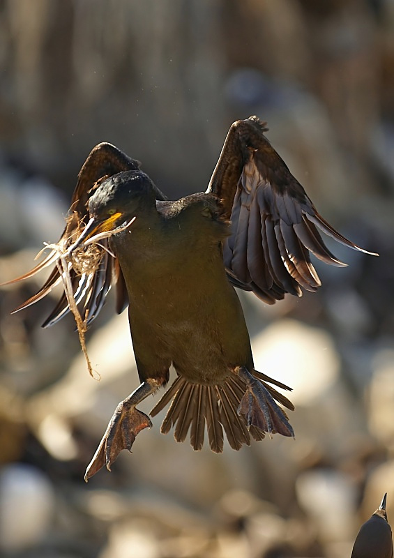 4 - Shag