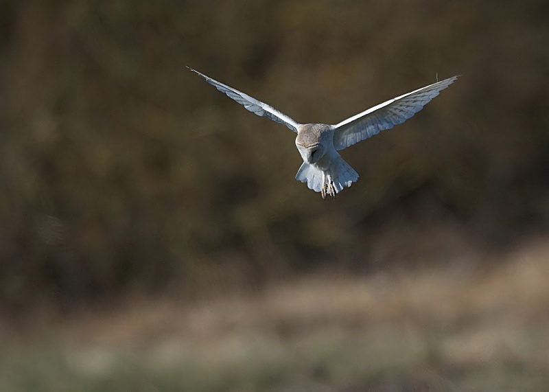 27 - Barn Owl