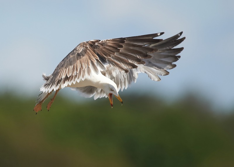 7 - Lesser Black-backed Gull