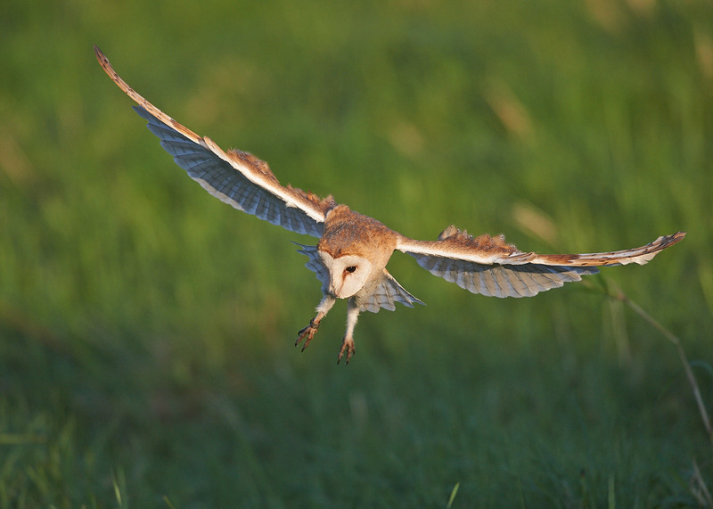 1 - Barn Owl