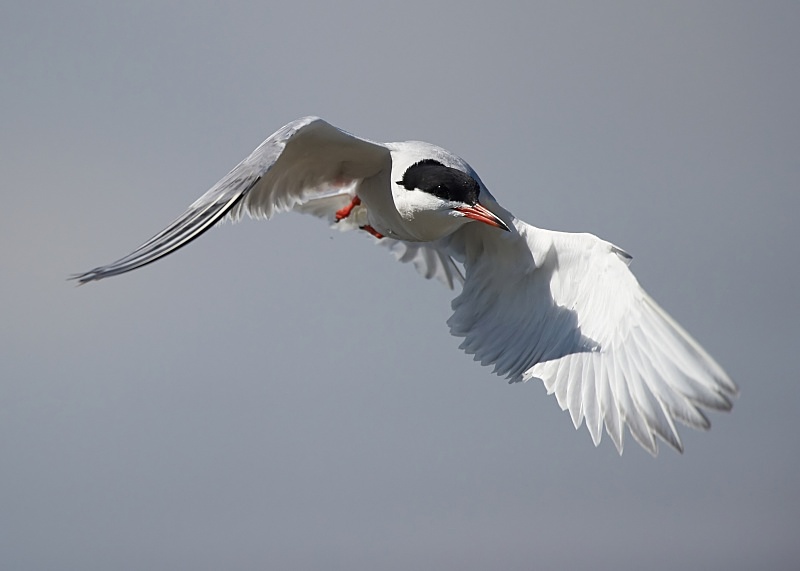 24 - Common Tern