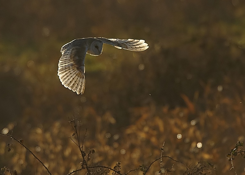 37 - Barn Owl