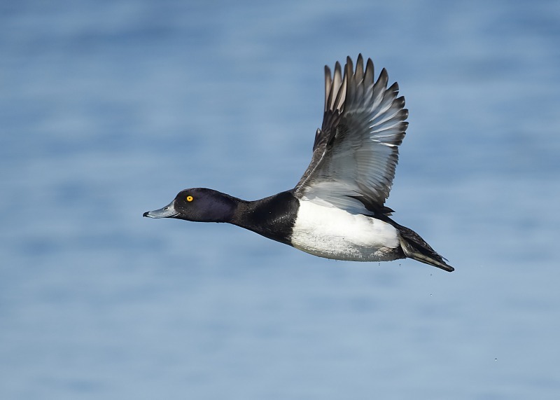 3 - Tufted Duck