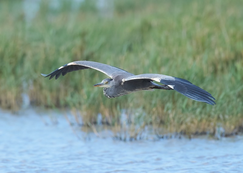 5 - Grey Heron